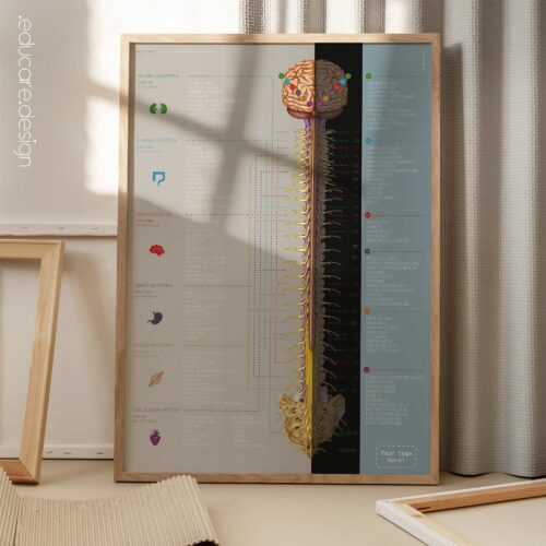 Chronic Fatigue Syndrome anatomy chart for clinics Chronic Fatigue Syndrome anatomy chart for clinics